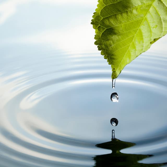 Enchanted Droplets: ASMR Bliss in Nature's Drip - Total ASMR