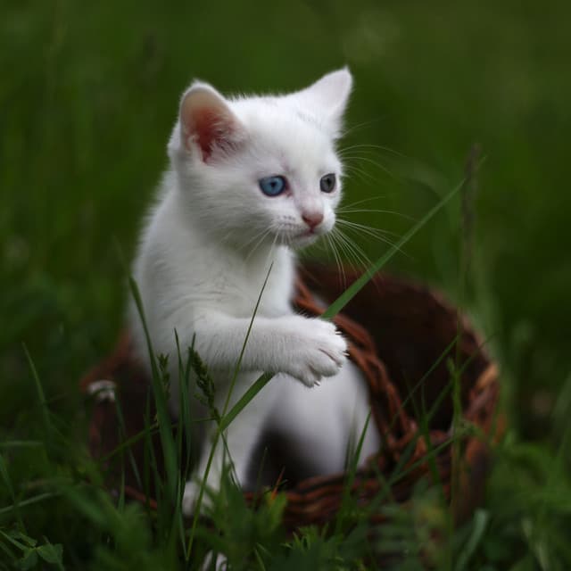 Rain's Cat Escape: Ambient Contentment - Raining Relaxing