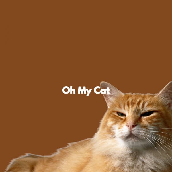 Oh My Cat - Calm Work from Home