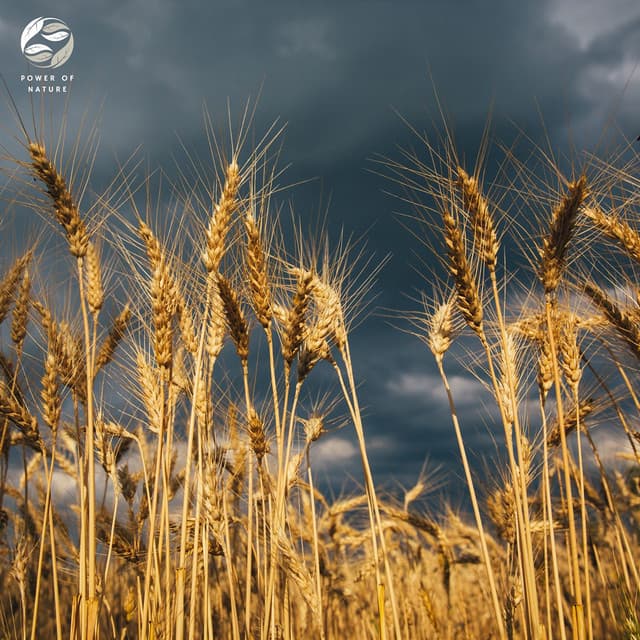 Summer Rain Soundscapes - Mystic Nature