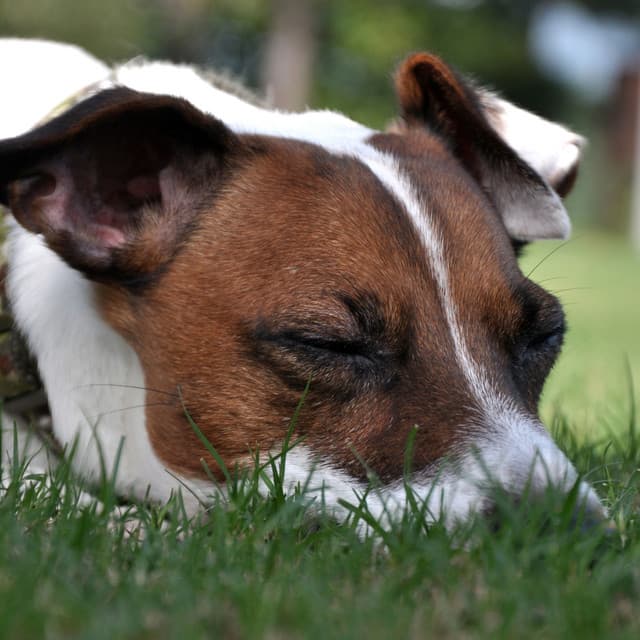 Crickets' Pawchestra: Restful Dog Sleep with Calming Rain Tones - Summer Showers