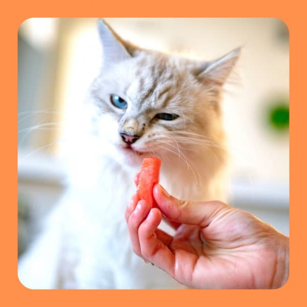 Relaxed Jazz Organ - Bgm for Unwinding Kittens - Cat Relax