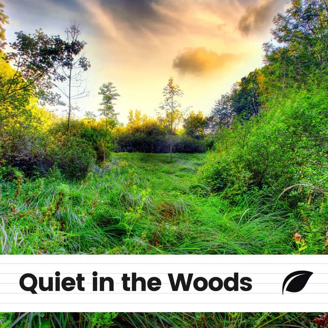 Quiet in the Woods - Sounds of the Forest