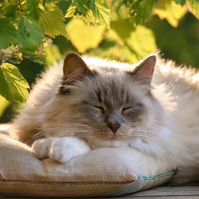 Armonías Tranquilas Para Gatos: Música Para La Paz Felina - Mentes neuronales
