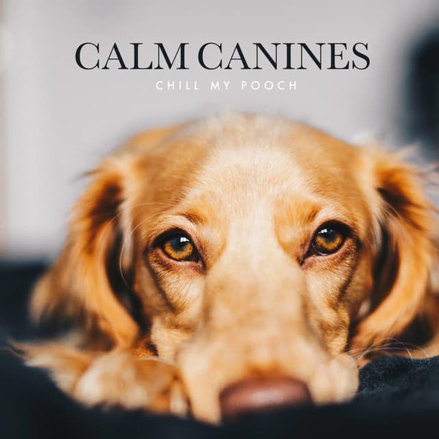 Calm Canines - Chill My Pooch