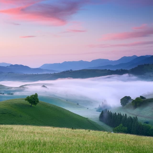 Canciones Suaves Para Perros Para Un Descanso Tranquilo - rosa azul