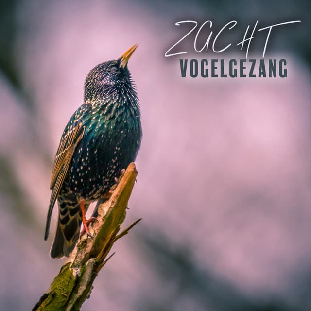 Zacht Vogelgezang - George Windsen