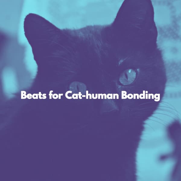 Beats for Cat-human Bonding - Musica de Trabajo Ritmos