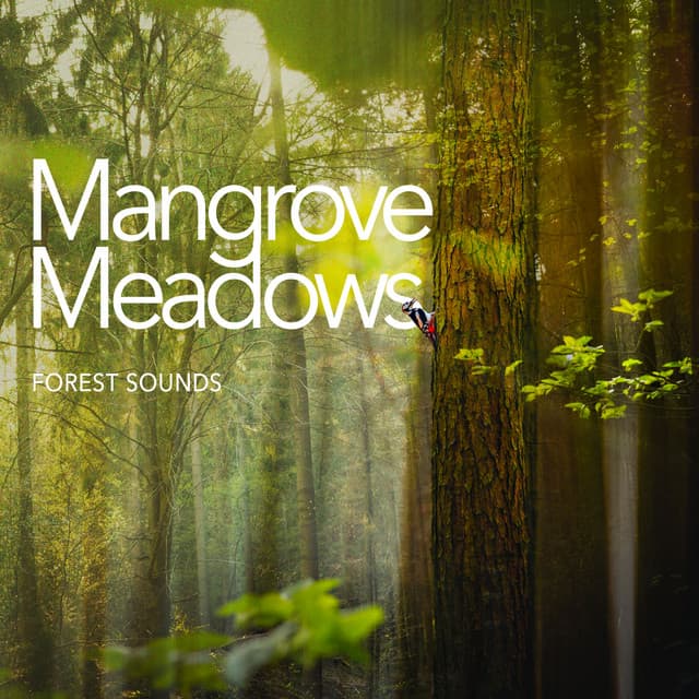 Mangrove Meadows - Forest Sounds