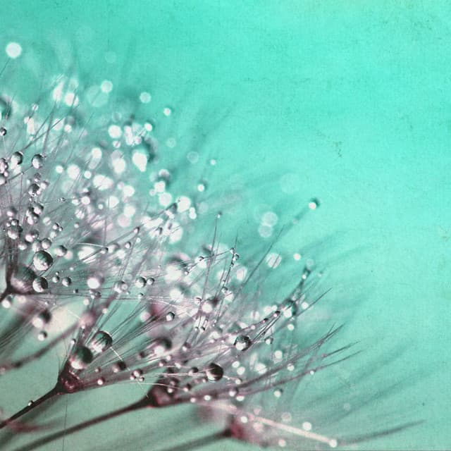 Gentle Waves of Harmony - Johann Sebastian Bach