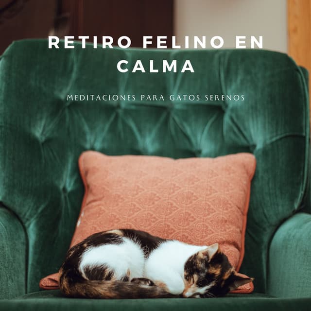 Retiro Felino En Calma: Meditaciones Para Gatos Serenos - Estado de distracción