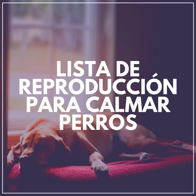 Lista de Reproducción para Calmar Perros - Mascotas tranquilas
