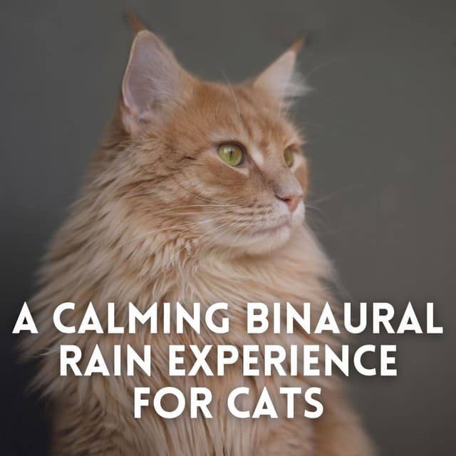 A Calming Binaural Rain Experience for Cats - Pure Ambient Music