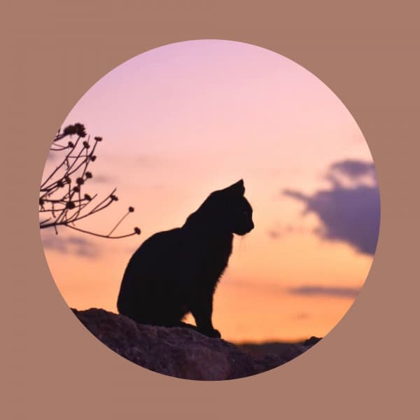 Stellar Ambiance for Unwinding Kittens - Calming Cat Music