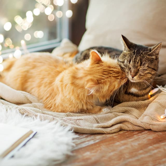 Cat Purring