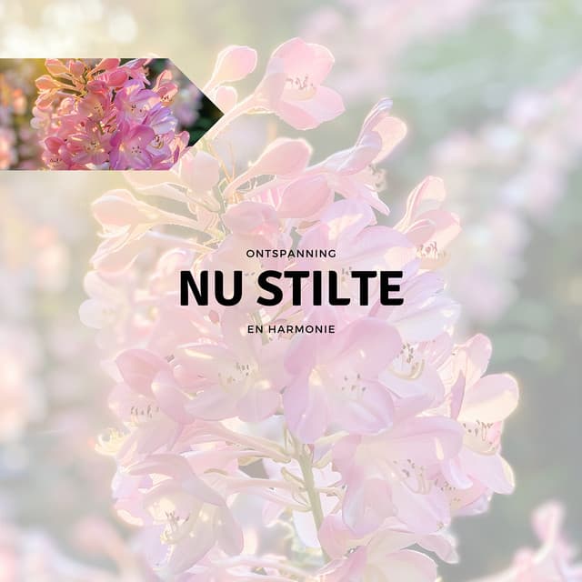 Nu Stilte - Ontspanning en Harmonie