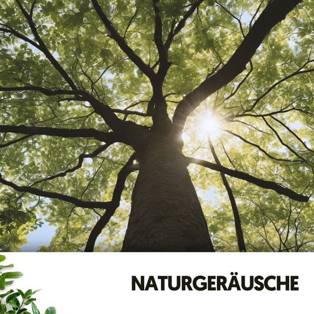 Naturgeräusche: Verflochtene Zweige - Relajacion