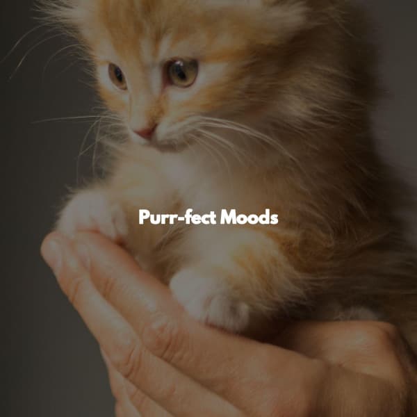 Purr-fect Moods - Music for Focus Vibes
