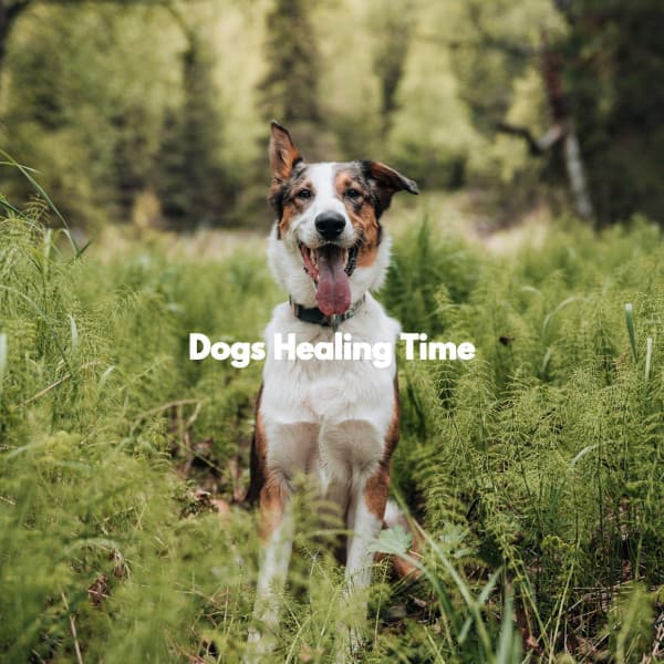 Dogs Healing Time - Night-Time Jazz