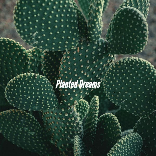 Planted Dreams - Musica per Cucinare