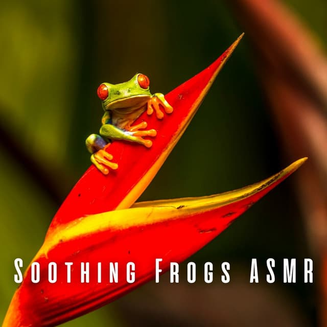 Soothing Frogs ASMR - Asmr