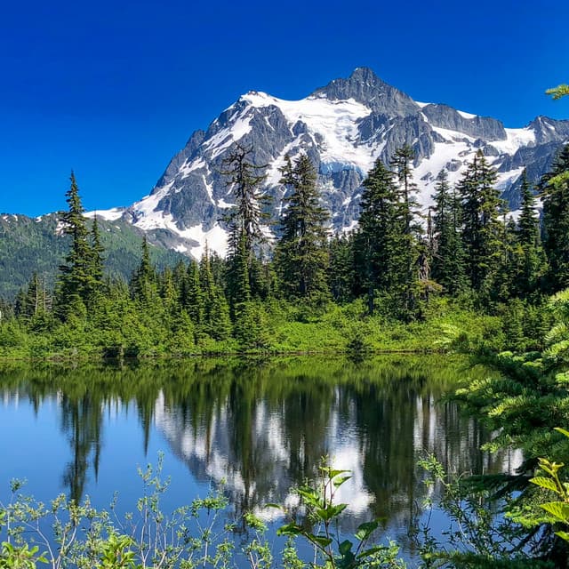 50 Natural Ambiences:Forest Frequencies - Baltic Nature Sounds