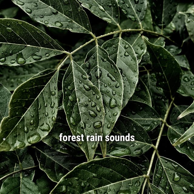 * forest rain sounds * - Ambient Rain