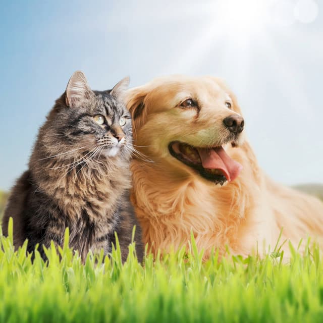 Calming Music for Restful Pets - Sonic Brainwaves