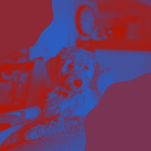 Music for Doggy Wellness - Bubbly Bossa Nova Vibraphone - Relaxing Dog Music Seduction