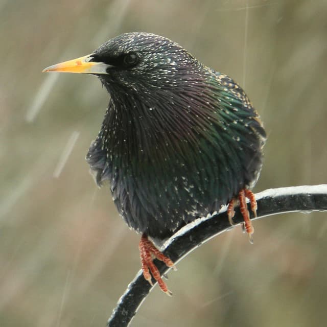 Mindful Pet Journey: Theta Waves, Rain - Pet Music Therapy