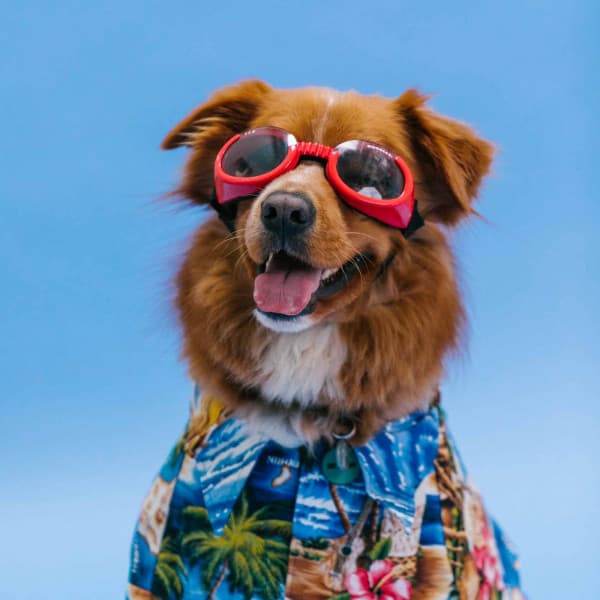 Echoes of Doggies and Holidays - Chill My Pooch