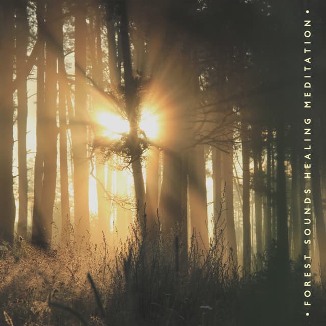 Forest Sounds Healing Meditation - Nature Music that Gives Peace and Relax - Relaxing Nature Sounds Collection