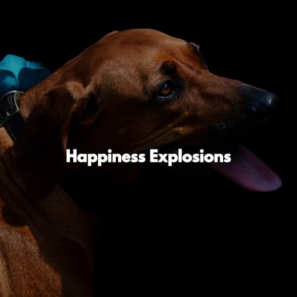 Happiness Explosions - Chilled Jazz Masters