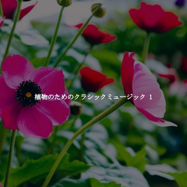 植物のためのクラシックミュージック 1 - Relaxing Music Playlist