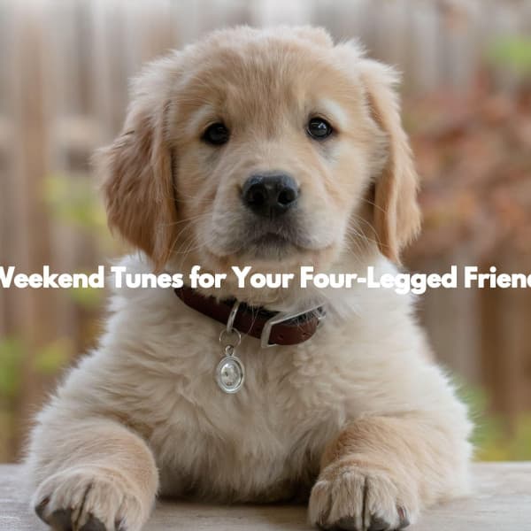 Weekend Tunes for Your Four-Legged Friend - Jazz and Chill