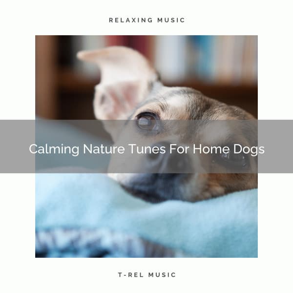 Calming Nature Tunes For Home Dogs - Dog Relax