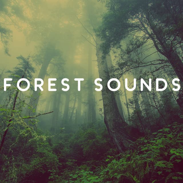 Rainforest