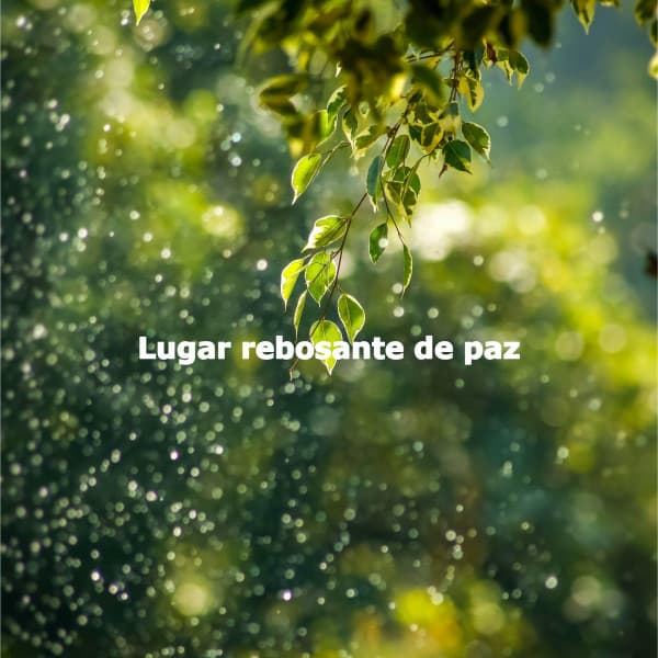 Lugar rebosante de paz - Concentration Study Music