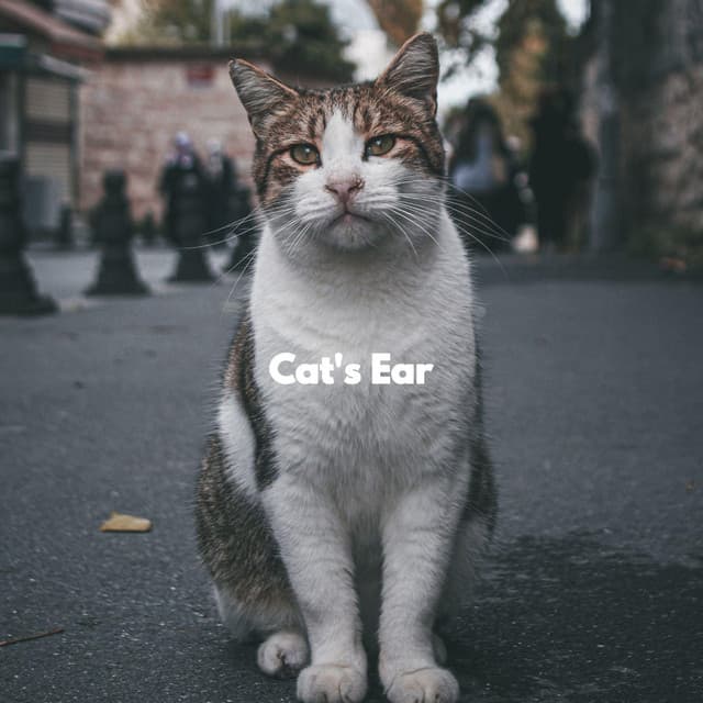 Cat's Ear - Cat Relax