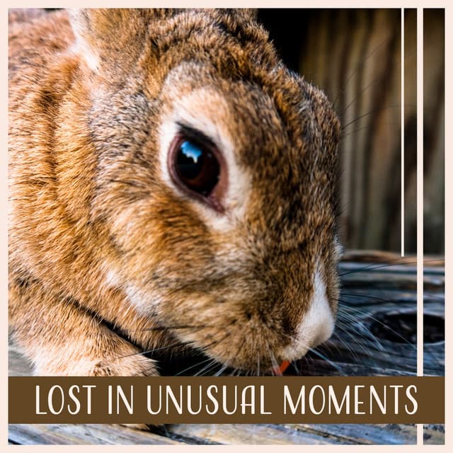 Lost in Unusual Moments - Feel Better Unit
