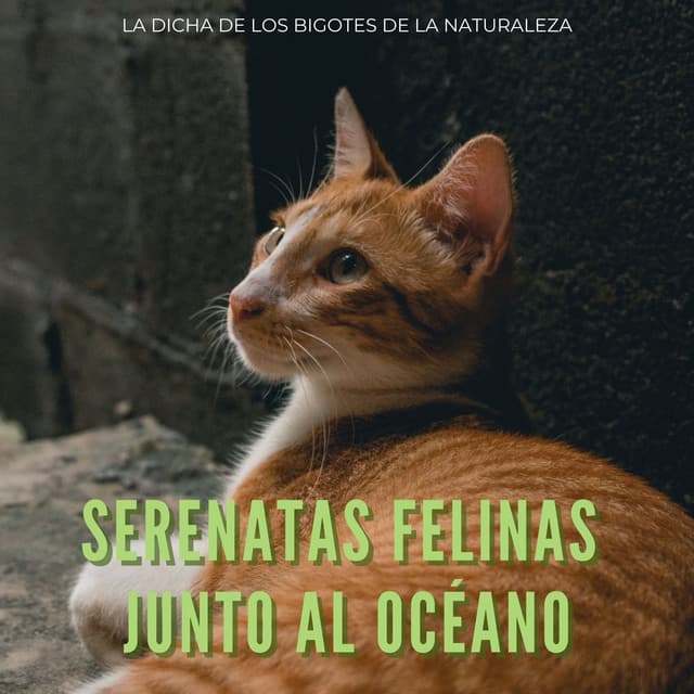Serenatas Felinas Junto Al Océano: La Dicha De Los Bigotes De La Naturaleza - Ruido de la naturaleza