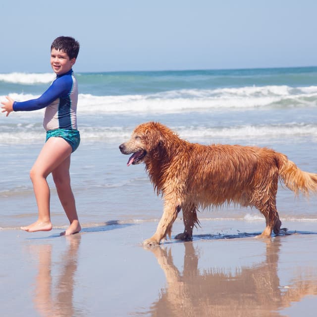 Pet Paradise: Ambient Waterscape Harmony - Pets Relax