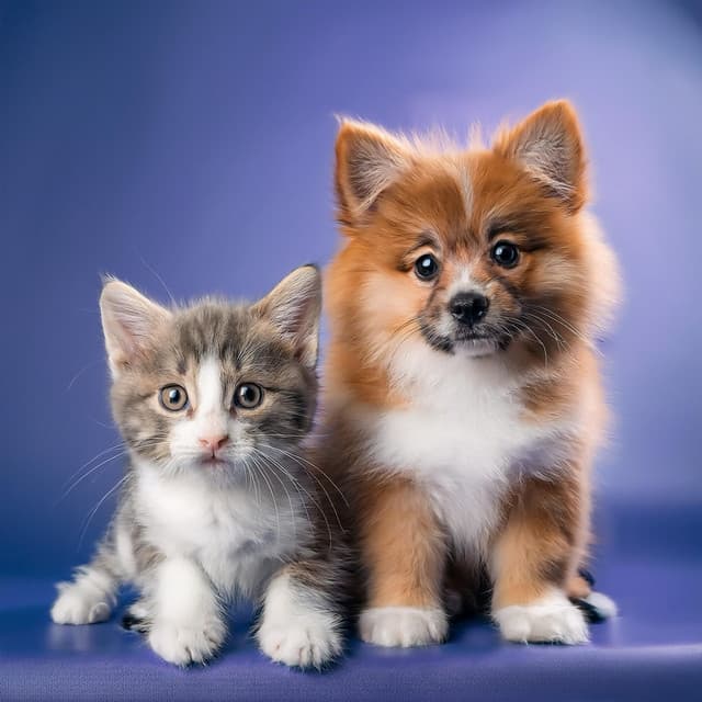 Música Serena Para La Relajación Diaria De Las Mascotas - Elefantes ancestrales