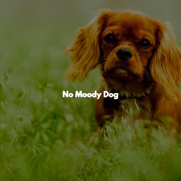 No Moody Dog - Relaxing Piano Jazz