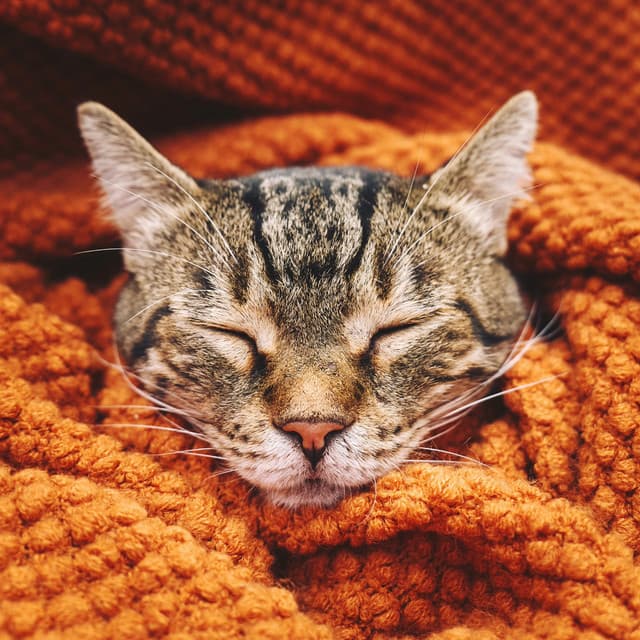 Relaxation for Cats with Soft Lofi - Lofi Valley