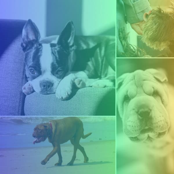 Trumpet Solo - Ambiance for Calming Puppy - Relaxing Dog Music