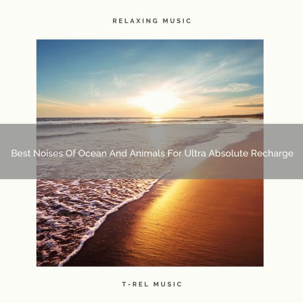 Best Noises Of Ocean And Animals For Ultra Absolute Recharge - Noise Makers