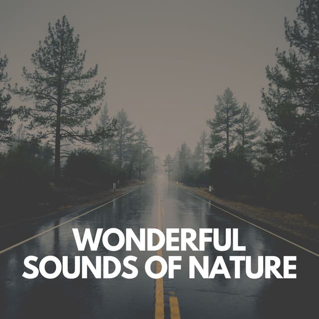 Wonderful Sounds of Nature - Meditation Rain Sounds