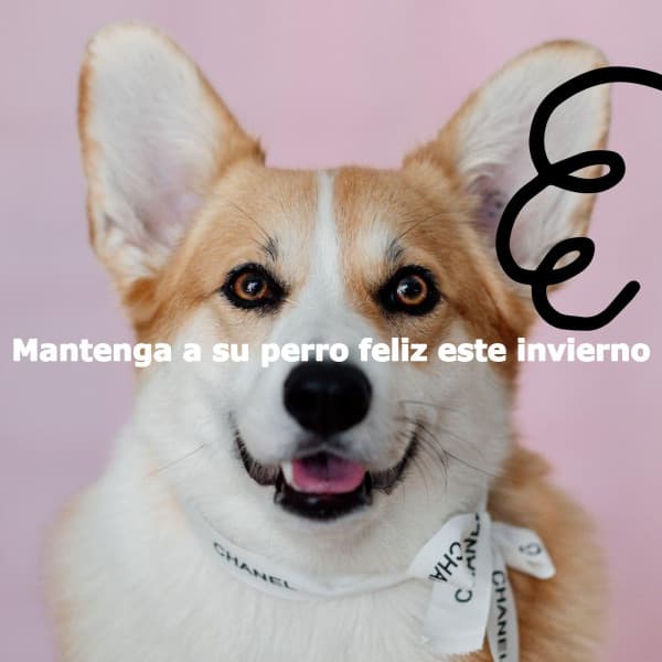 Mantenga a su perro feliz este invierno - Morning Calm Playlist