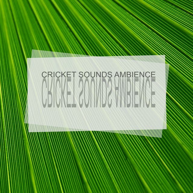 Cricket Sounds Ambience - Sleep Crickets